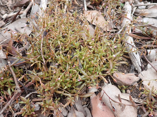 Image of Calandrinia calyptrata by (c) Nina Kerr, some rights reserved (CC BY)
