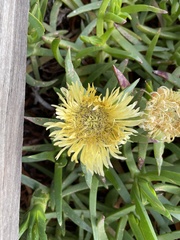 Conicosia pugioniformis