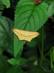 Timandra convectaria