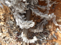 Echium angustifolium