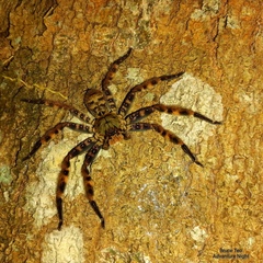 Heteropoda lunula