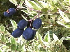 Myrtus communis communis