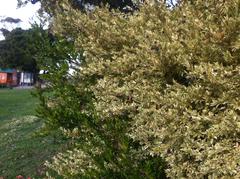 Myrtus communis communis