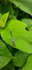 Brachydiplax