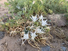 Pancratium maritimum