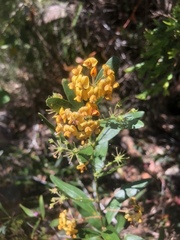 Daviesia corymbosa