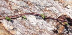 Prismatocarpus tenellus