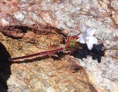 Prismatocarpus tenellus