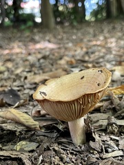 Lactarius