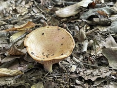 Lactarius