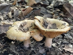 Lactarius