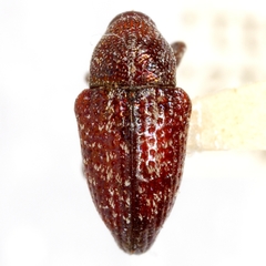 Chalcodermus serripes