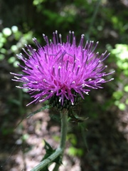 Cirsium carolinianum