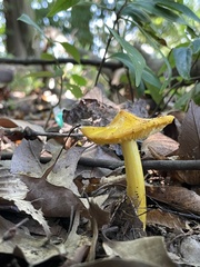Hygrocybe acutoconica