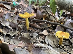 Hygrocybe acutoconica