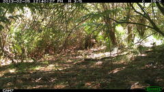 Pycnoptilus floccosus