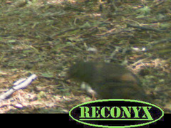 Pycnoptilus floccosus