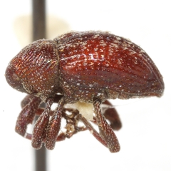 Chalcodermus serripes