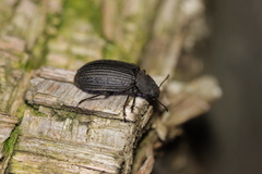 Heterotarsus carinula