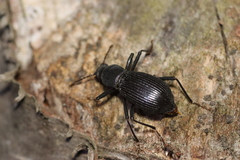 Stenophanes mesostena