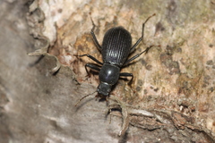 Stenophanes mesostena