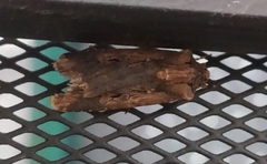 Lepidoptera