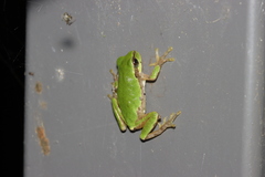 Hyla japonica