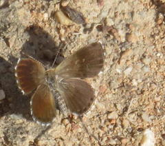 Brephidium metophis