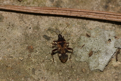 Neolethaeus dallasi