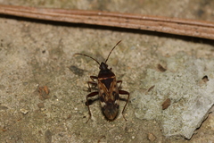Neolethaeus dallasi