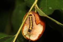 Lepidoptera