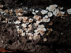 Entoloma pitereka
