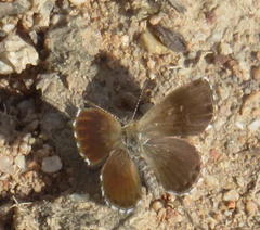 Brephidium metophis