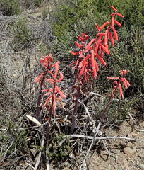 Gonialoe variegata