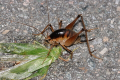 Diestrammena unicolor