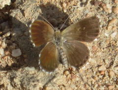 Brephidium metophis
