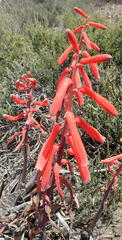 Gonialoe variegata