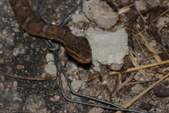 Gloydius ussuriensis