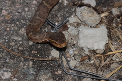 Gloydius ussuriensis