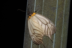 Elcysma westwoodii