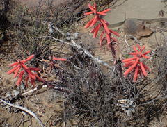 Gonialoe variegata