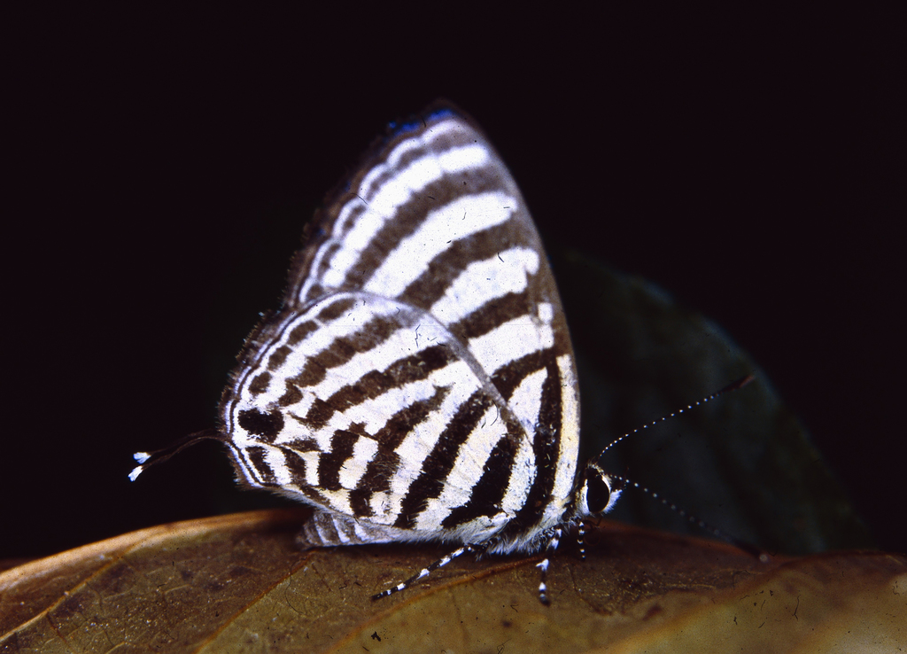 Fasciated Pierrot