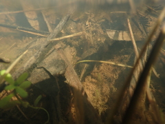 Pseudophryne semimarmorata