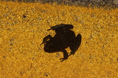 Glandirana emeljanovi