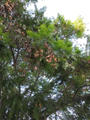 Jacaranda mimosifolia