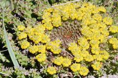 Euphorbia flanaganii