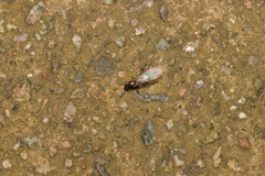 Hymenoptera