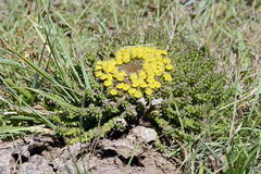 Euphorbia flanaganii