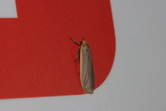 Eilema griseola