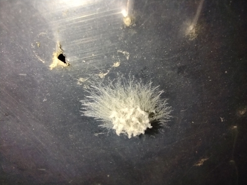 Pauci (Araneae)